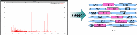 Taggor software overview - 17.5 ko