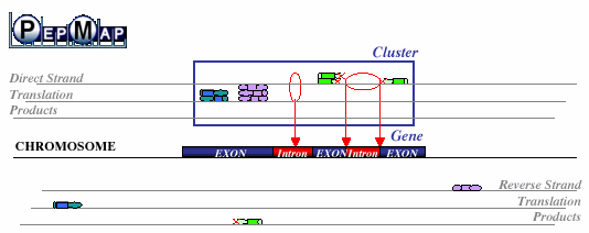 PepMap Gene localization - 9.5 ko