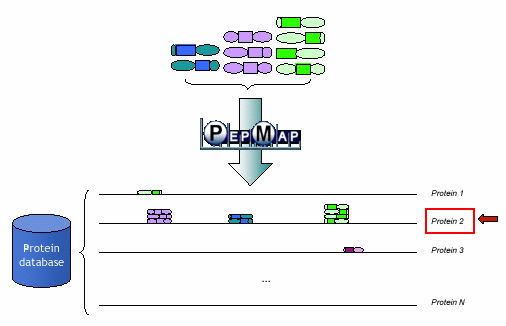 PepMap protein identification overview - 9.2 ko