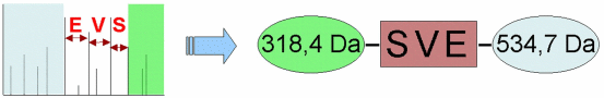 Peptide Sequence Tag - 15.8 ko