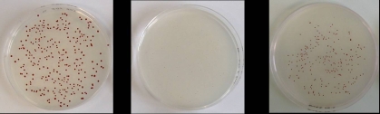 Three E. coli cultures grown overnight: wild-type (left), crp mutant (middle), and crp and suppressor mutant (right). The gene crp encodes the protein CRP, a global regulator of transcription. - 33.8 ko