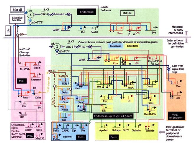 Genetic regulatory network controlling the development of the body plan of the sea urchin embryo - 68.5 ko